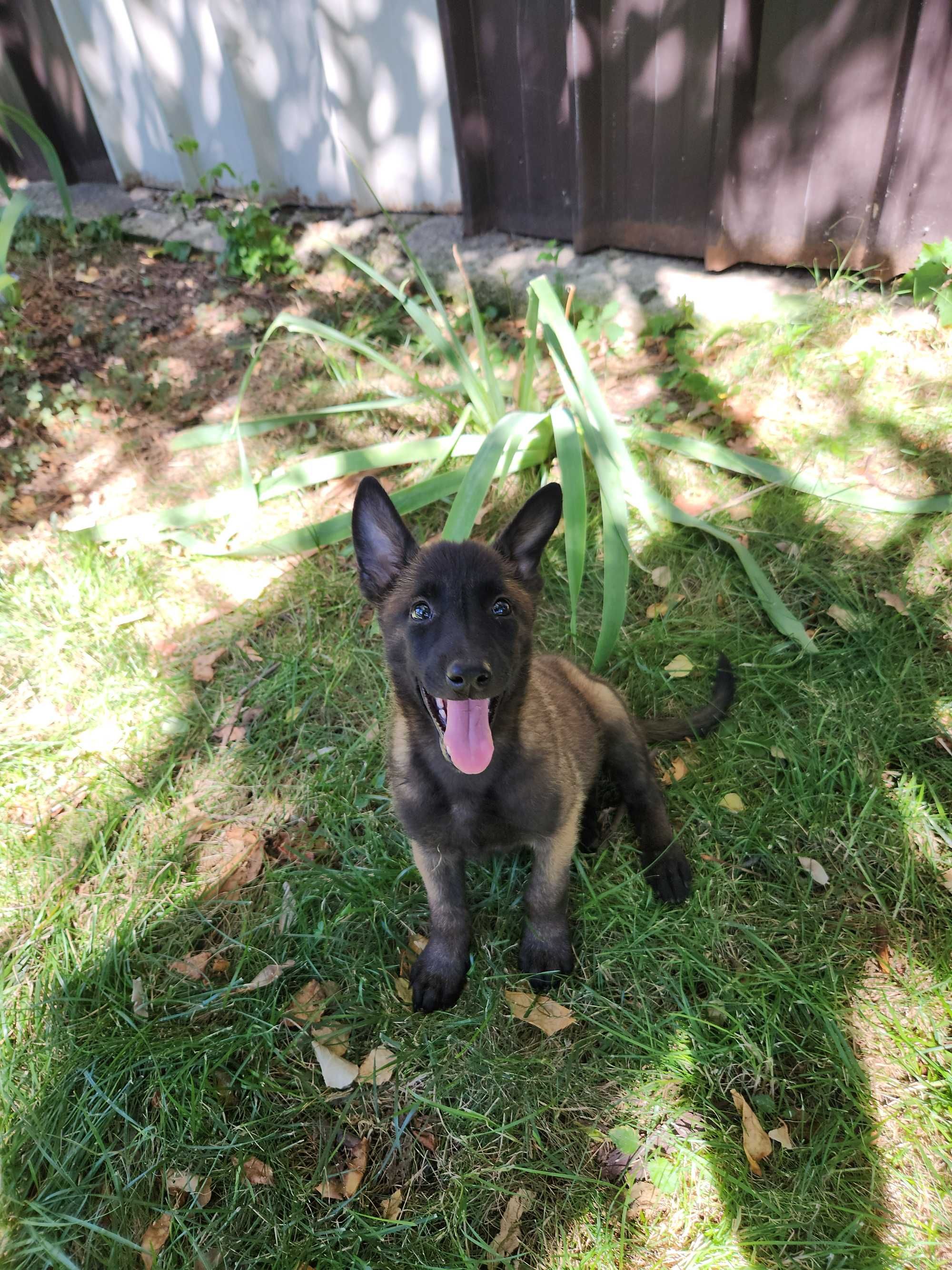 Ciobanesc belgian Malinois mascul cu pedigree