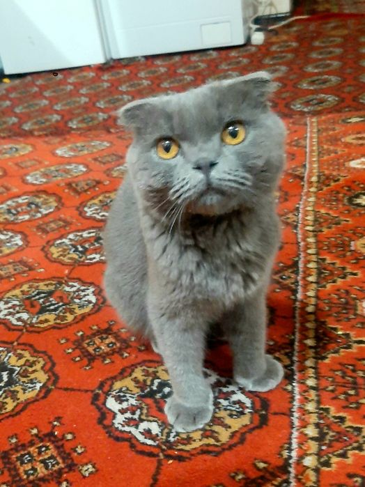 Scottish Fold, sotiladi!