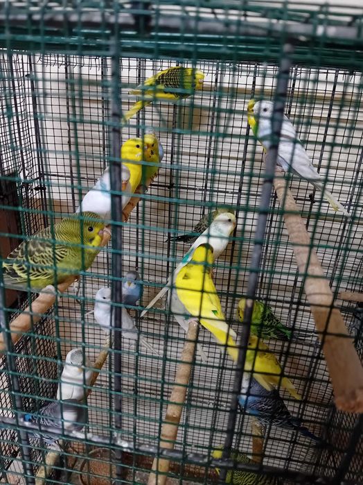 Papagali perusi maturi si pui