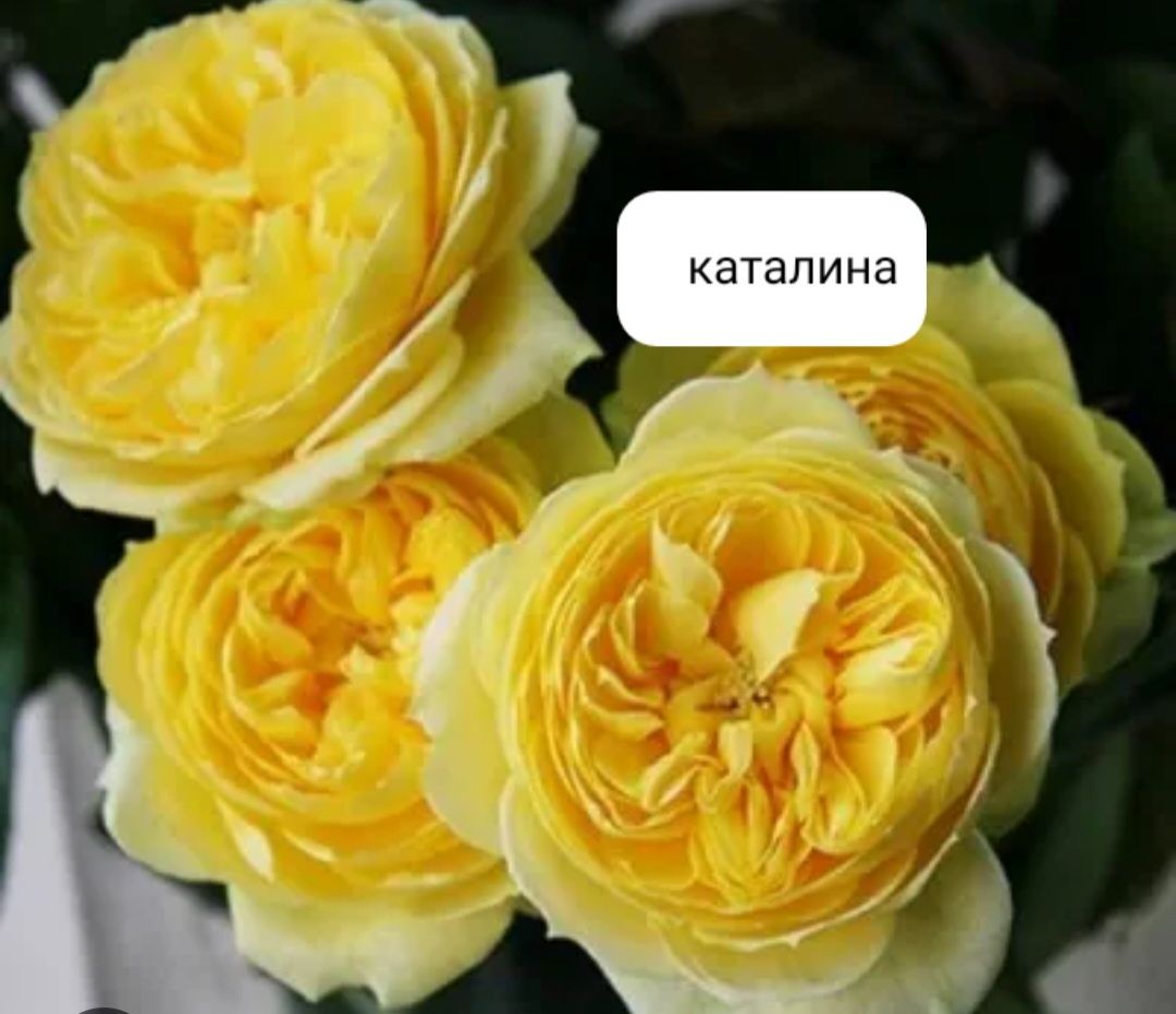 Atrgul kòchatlar optom