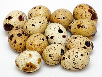 Яйцо инкубационноя белая гигант перепелка бедана тухуми инкубаторга