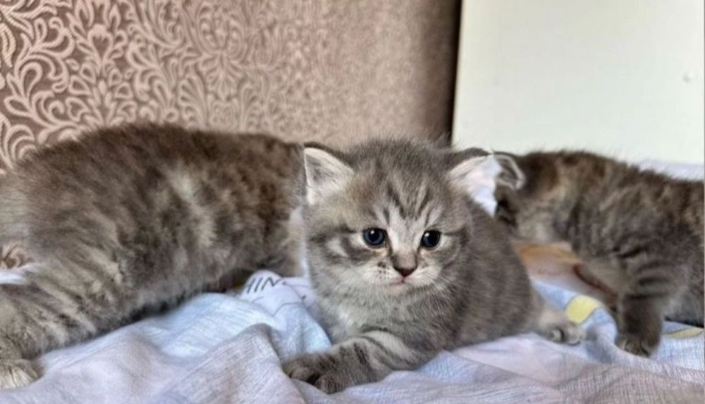 Шотлаедские  девочки, по 15 тыс