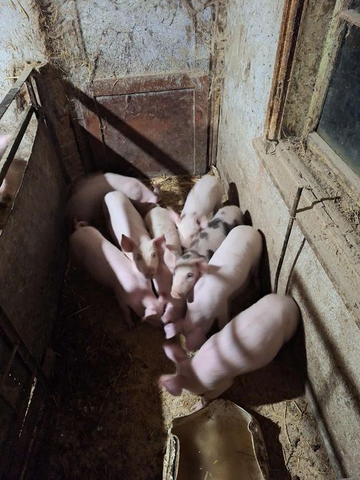 Малки прасета на 50 дни отбити