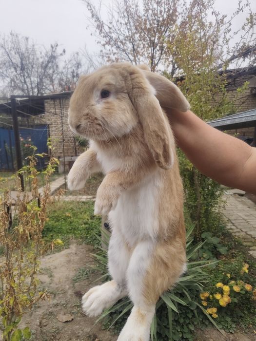 Продам кроликов порода "французский баран"