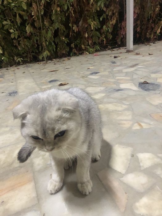 пишак сотилади зотдор хамма привкалари килинган