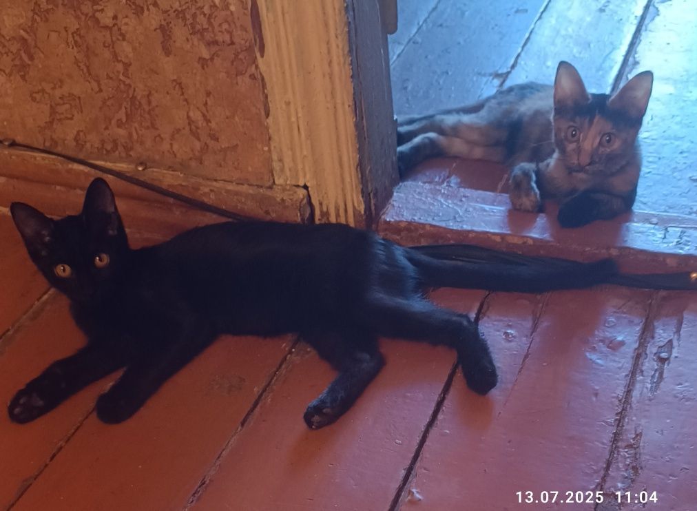 Бесплатно: котята в добрые руки