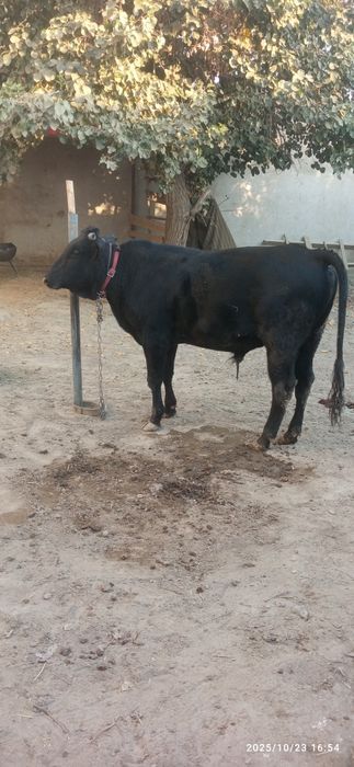 Йош катта бука сотилади