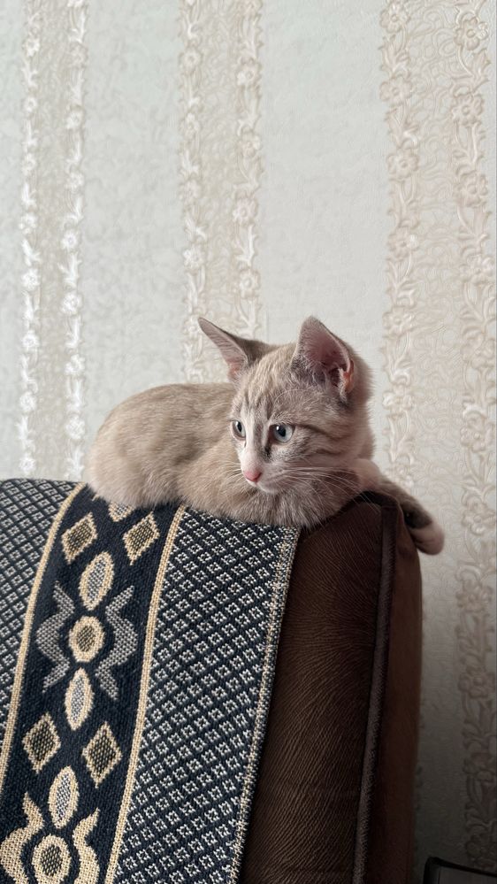 Котенок. Мушукча.