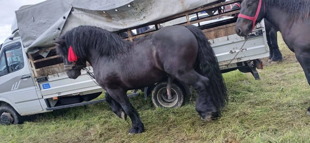 Vând mânz (armasar)