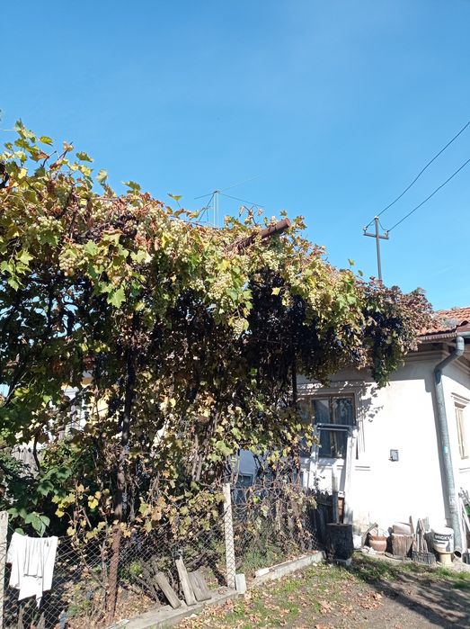 Struguri de masă albi cu bob mare