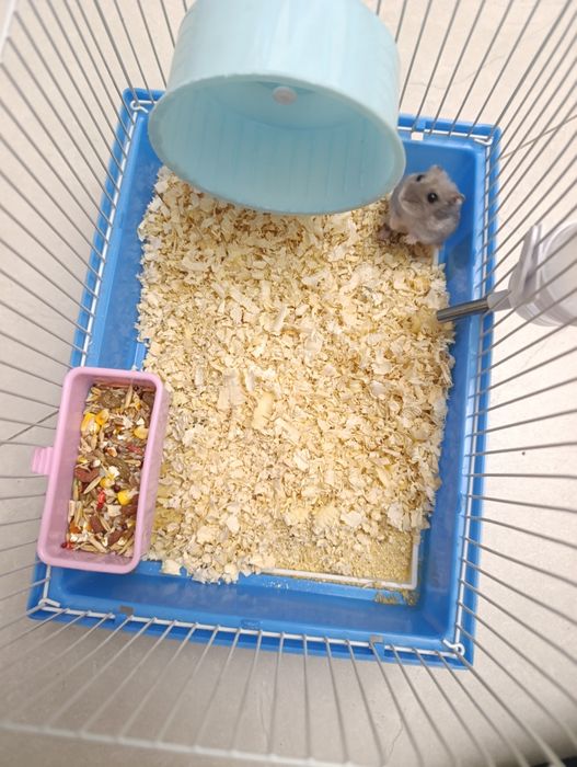 Хомяк джунгарский