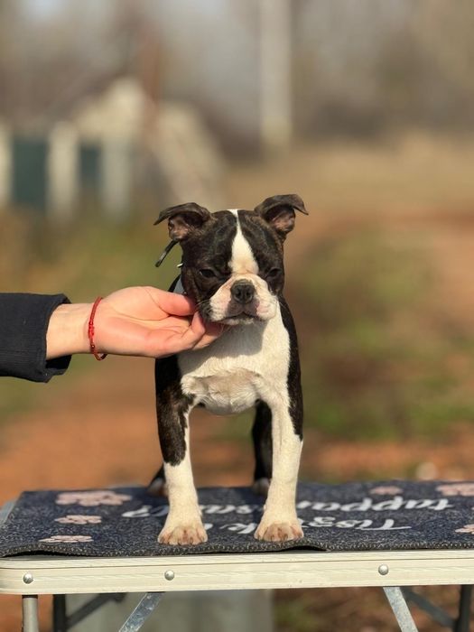 Boston Terrier pui femela