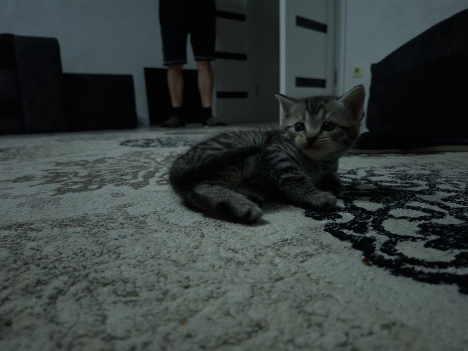 Продам британских котят