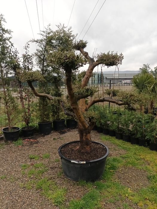 Plante ornamentale/ gard viu vesnic verde/ leylandii/ photinia/ prunus