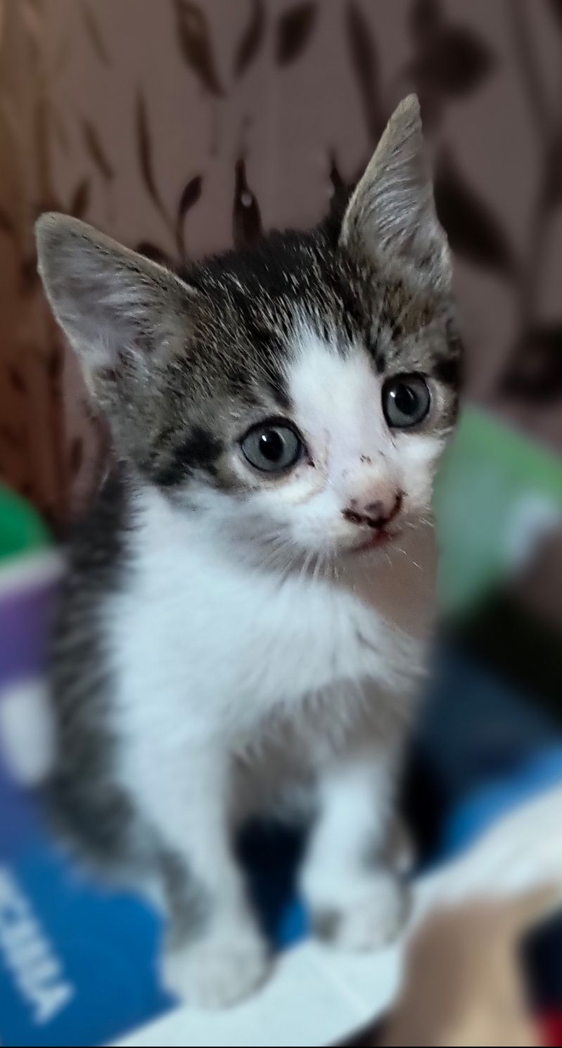 Спешно дом за няколко малки котенца