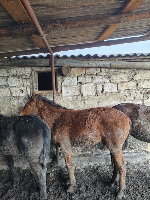 Тайлар сатылады 5 бас