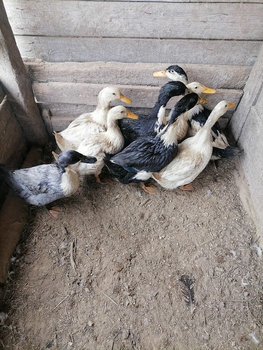 Rațe de vânzare Vișeu de Jos
