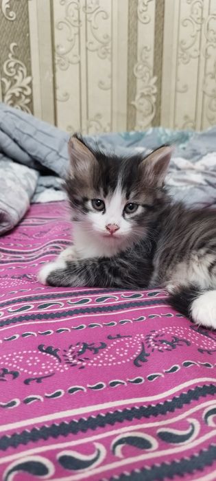 Отдаются котята в добрые руки!