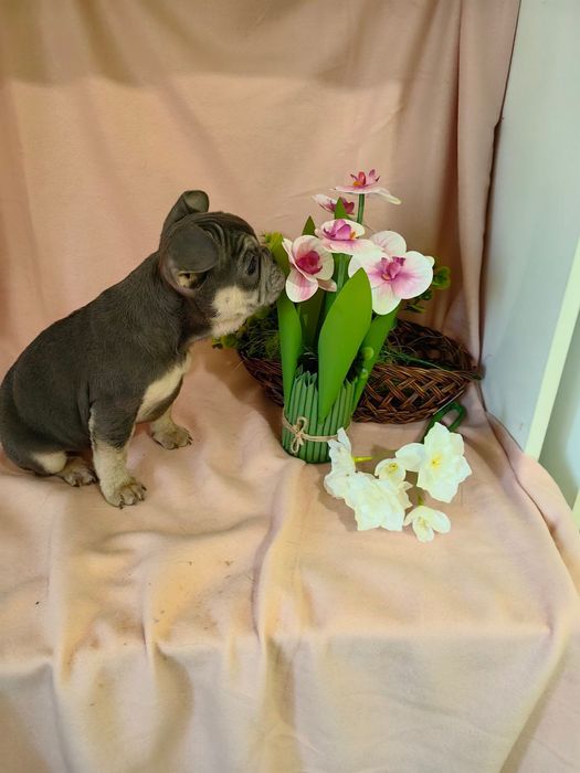 Две прекрасни момиченца