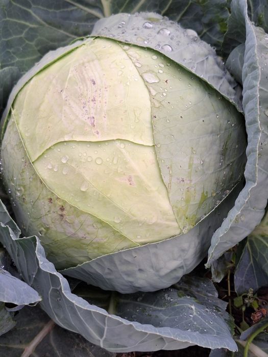 Varza alba,varza rosie