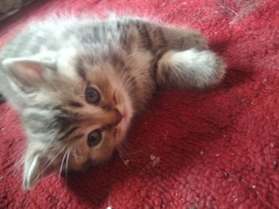 Котята скотишфолд и скотишстрайт