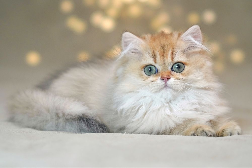 Британская золотая шиншилла