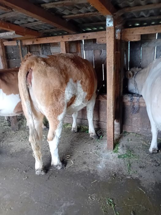 Vând 4 vaci 3 cu lapte una urmează sa fete