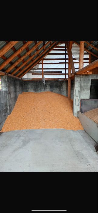 vand porumb boabe productie 2025