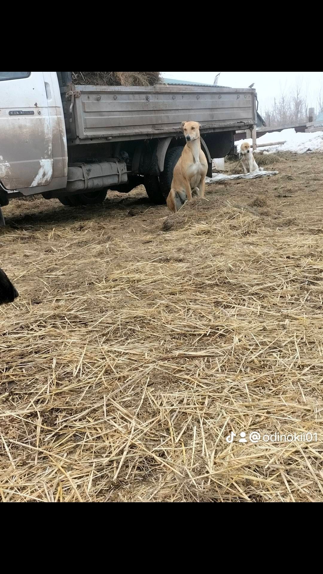 Продаю собаку чистокрвный породы грейхаунд