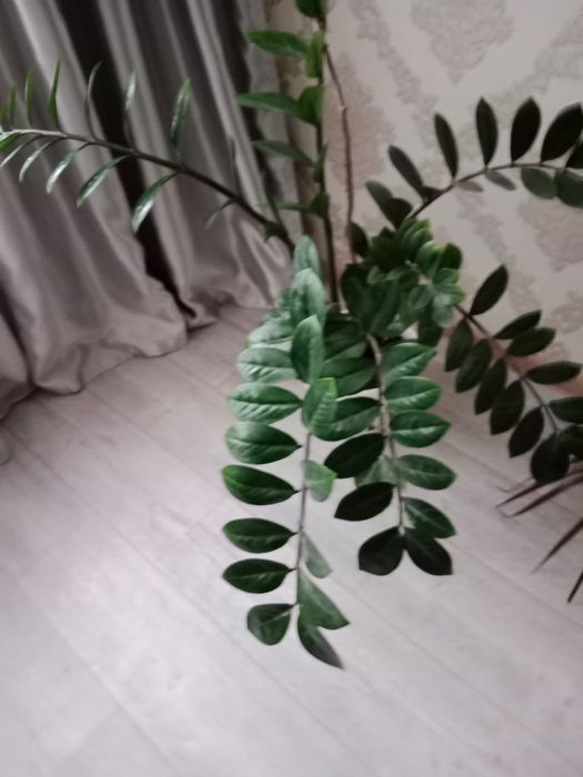 Продам Долларовое дерево