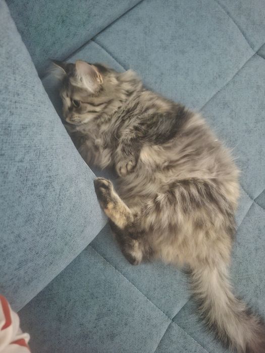 Отдам бесплатно кошку