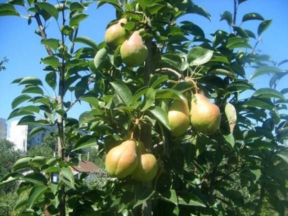 Pomi fructiferi clasici peri