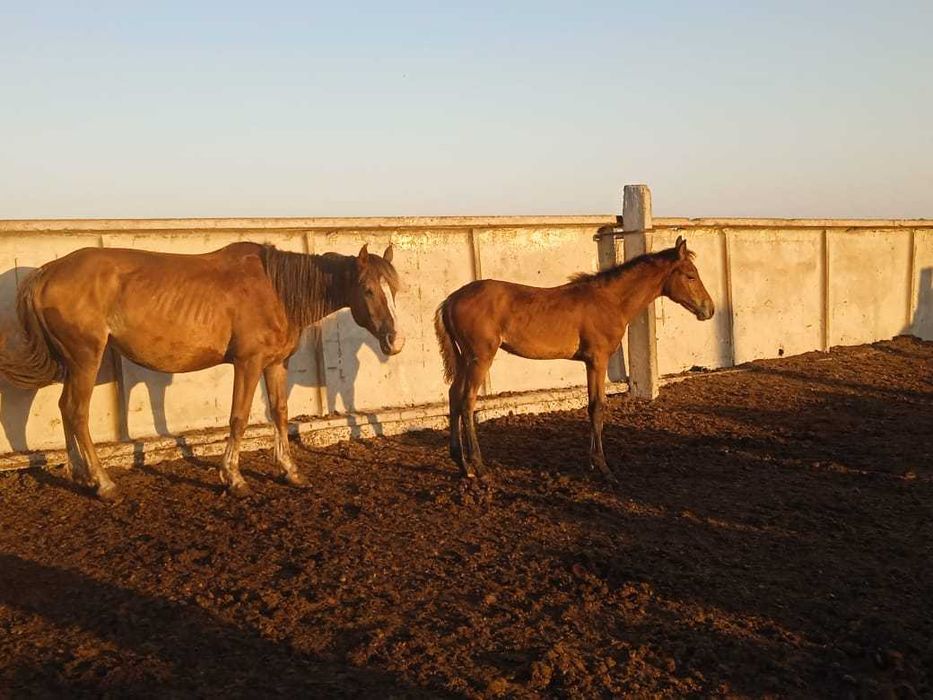 Продам 3 кобылы с жеребятами