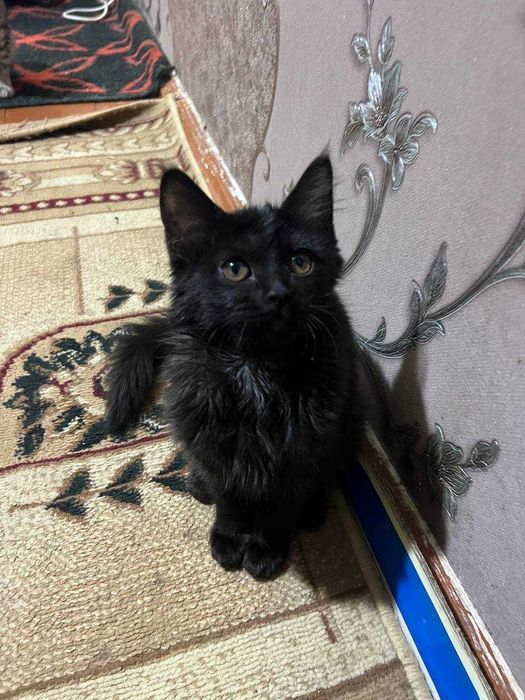 Mushug qizbola mushug