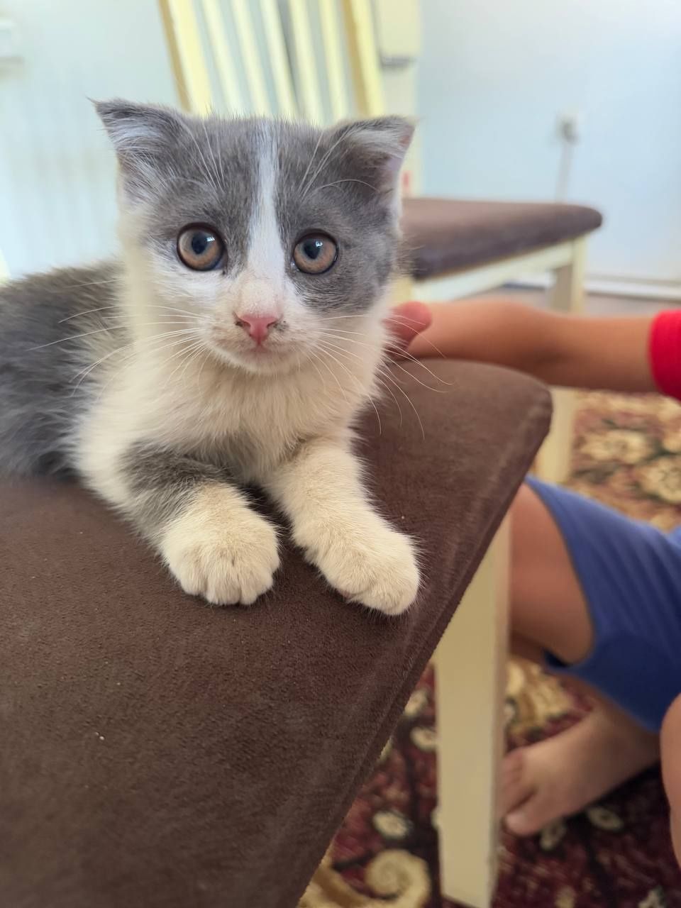 Отдаются котята в добрые руки