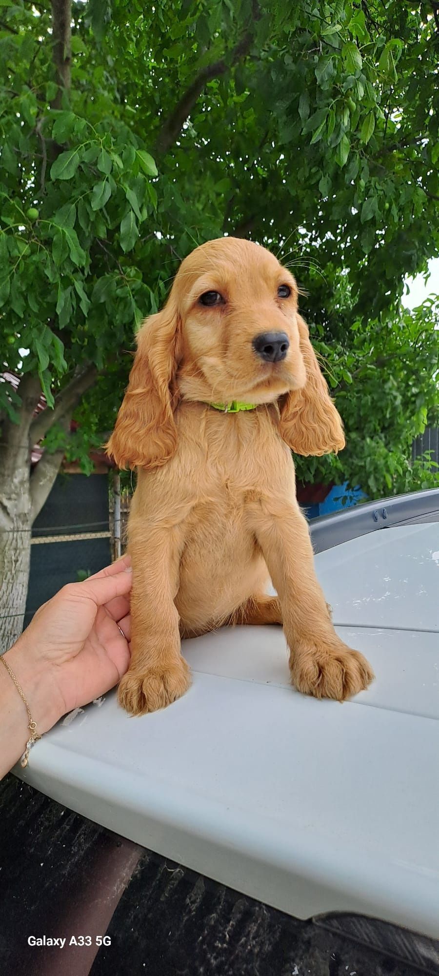 Puiuț cocker spaniel