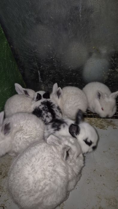 Соглом куёнчалар