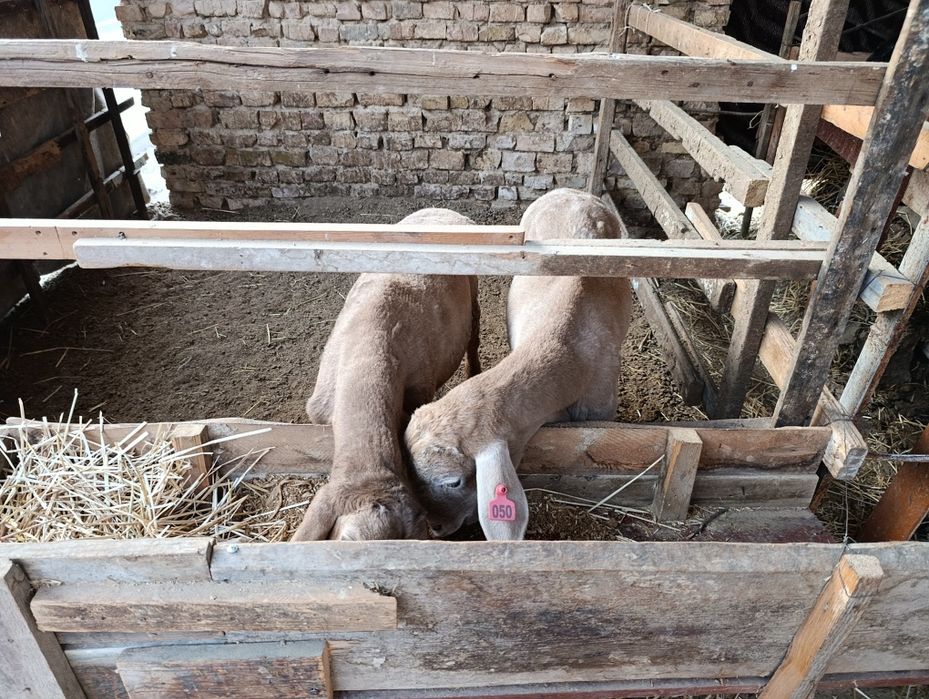 Zot va marosimlar uchun