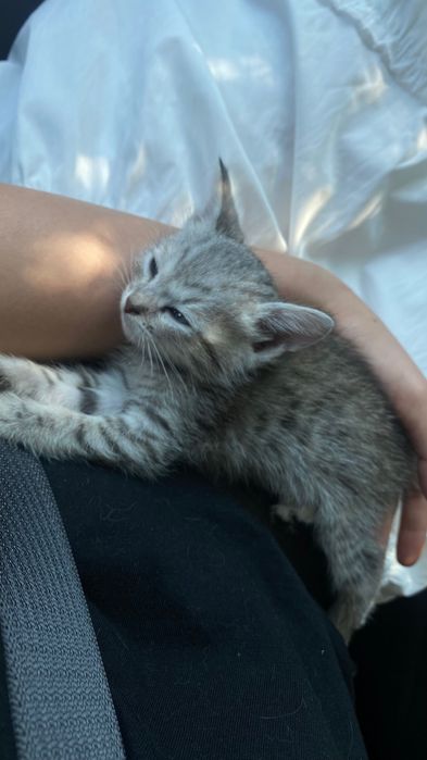 Месячный котенок скоттиш фолд девочка