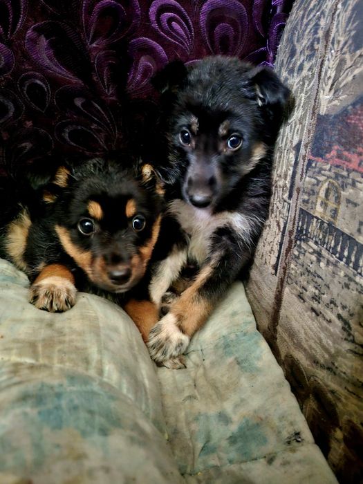 Щенки в добрые руки