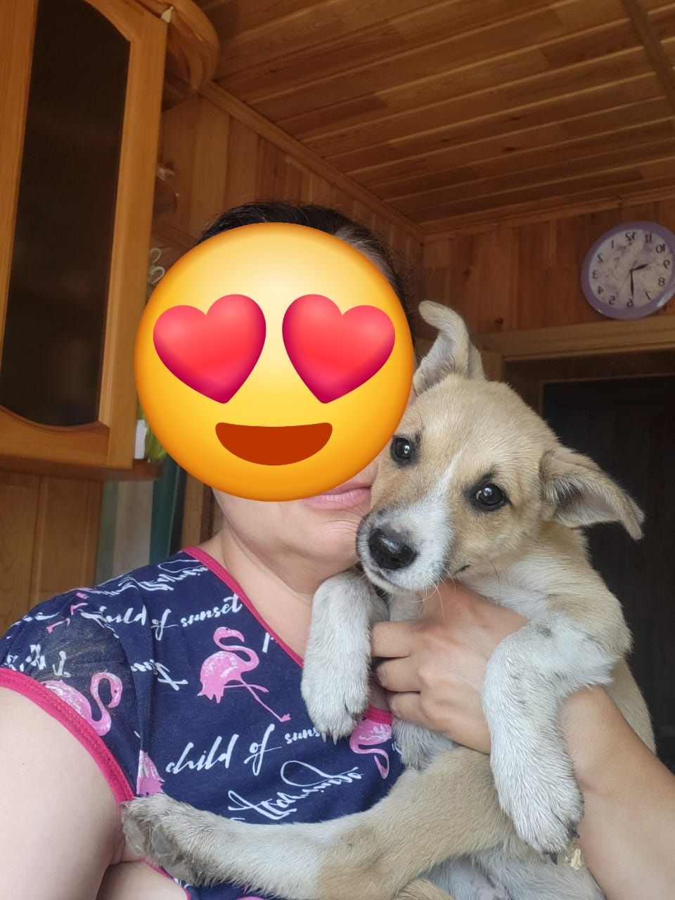 Собачка ищет дом