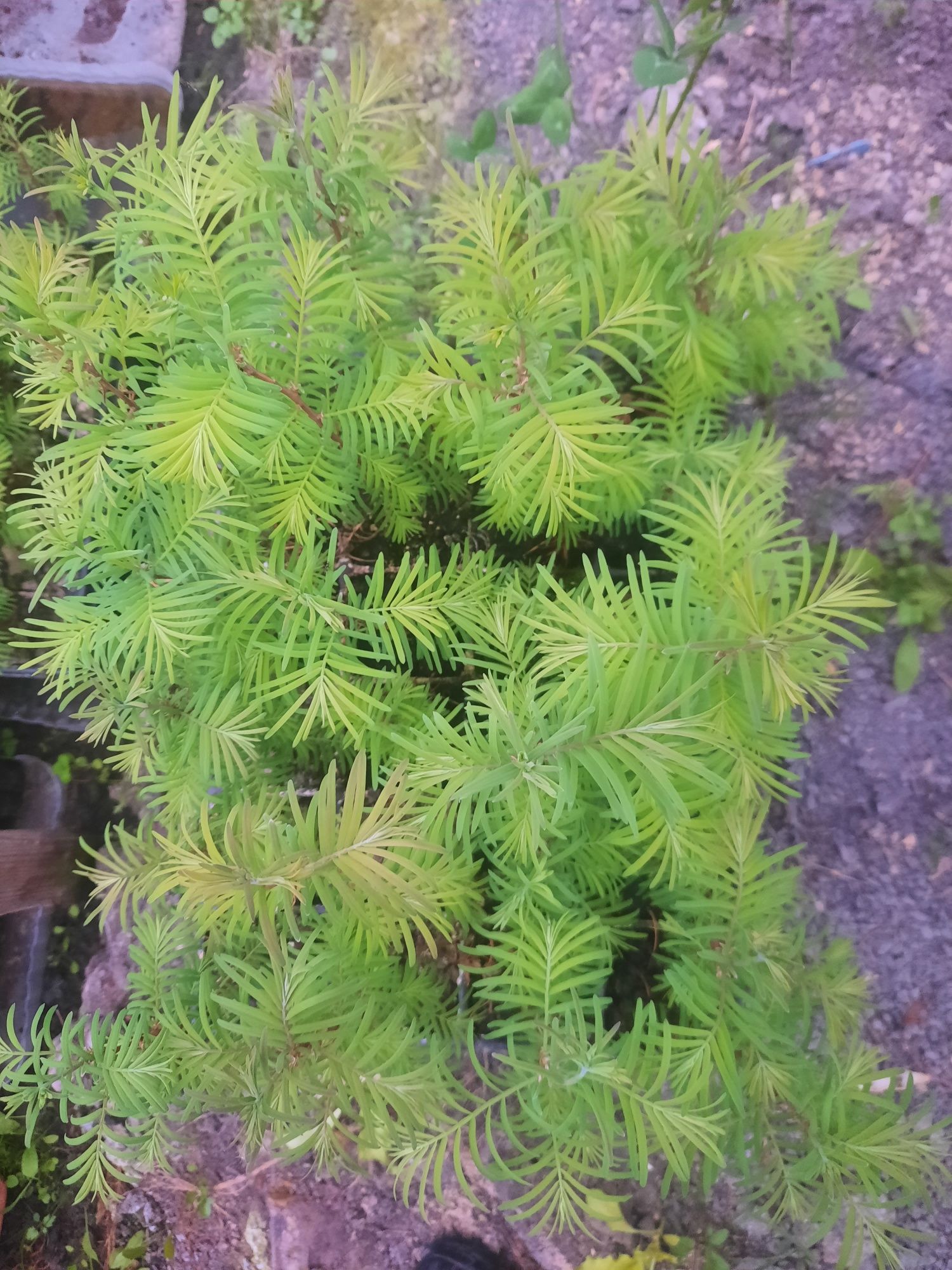 Puiet de Metasequoia glyptostroboides