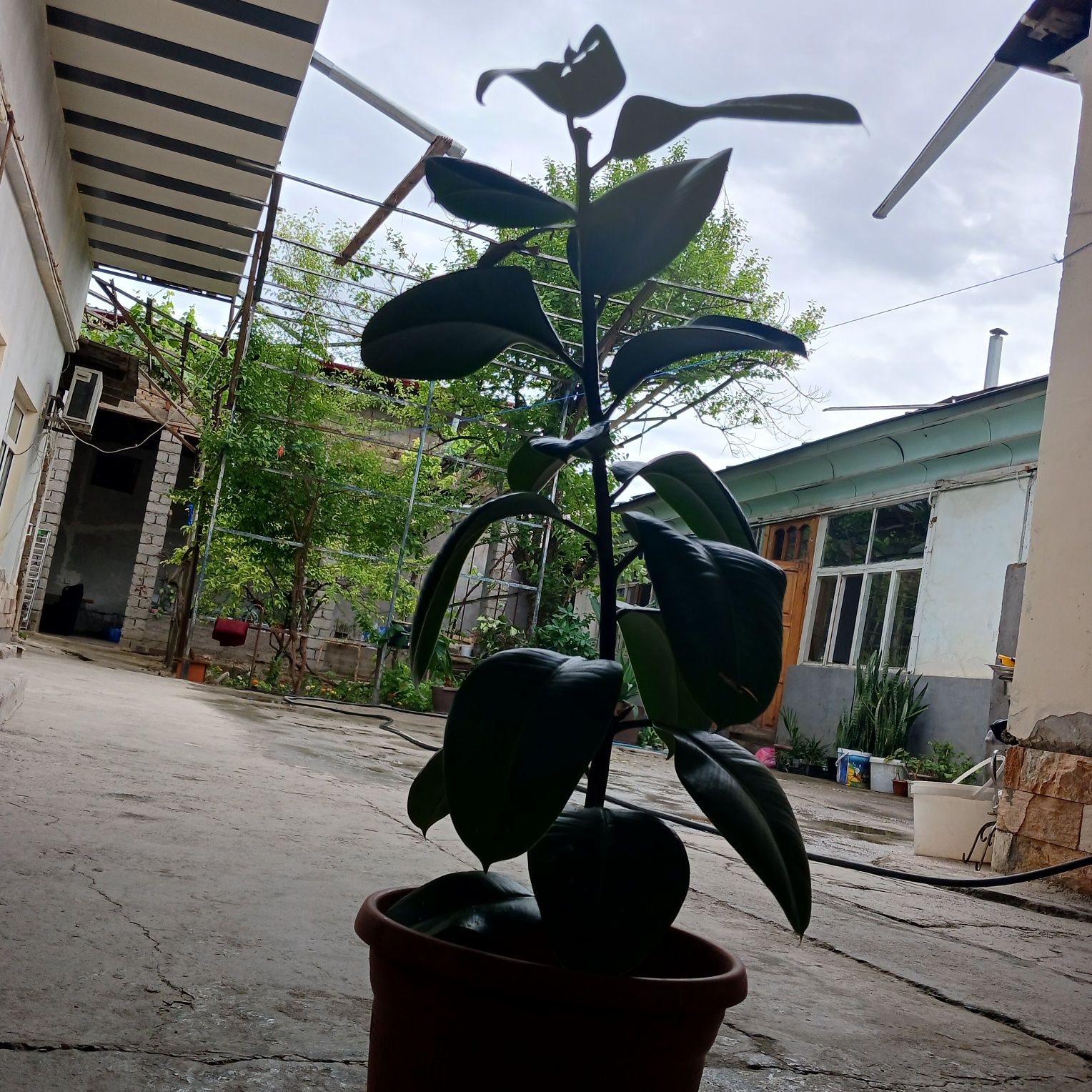 Кора шахзода гул