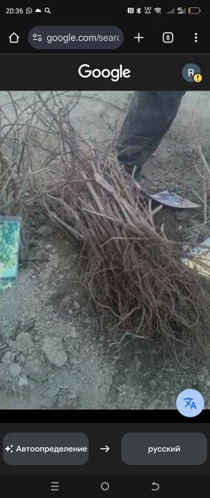 Кучатлар сотилади