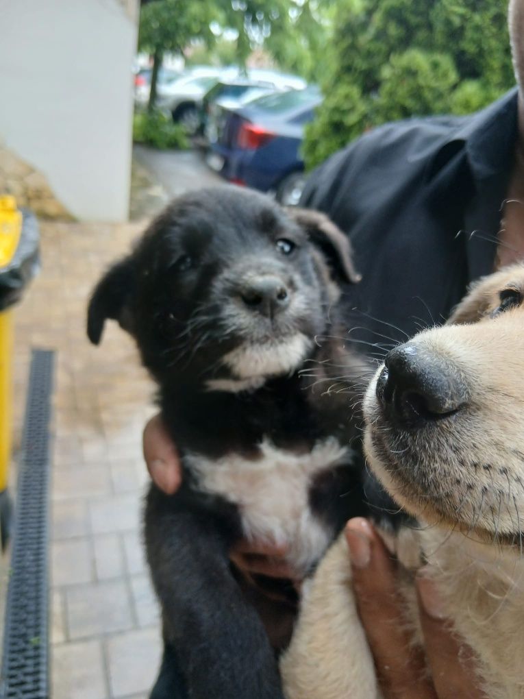 Adopție urgent și gratis!
