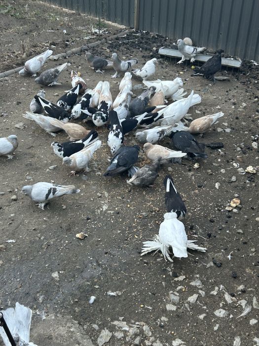 Porumbei takla culori variate