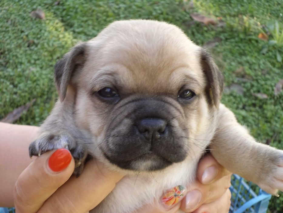 МОПС-бебета-3 броя!!!