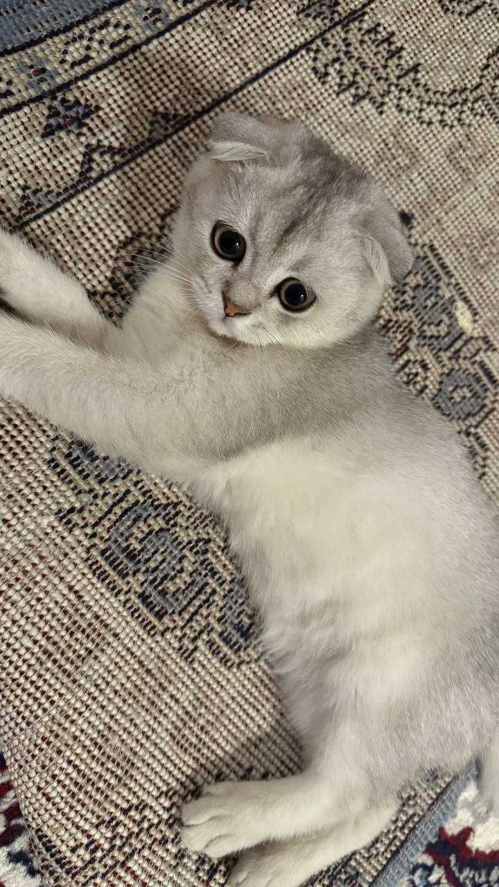 Кошка продаётся / Mushuk sotiladi - Scottish Fold. 4 oylik