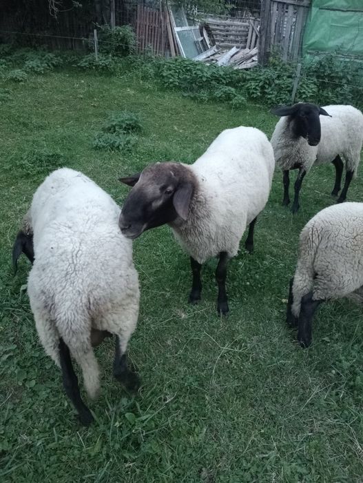 Berbec Carabaș cu Suffolk