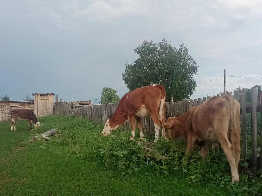 Теленки бұзаулар